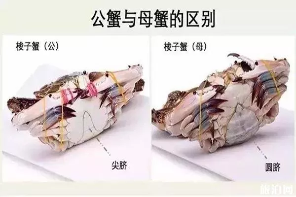 營(yíng)口鲅魚(yú)圈海鮮市場(chǎng)哪個(gè)好 附開(kāi)海后海鮮價(jià)格 營(yíng)口鲅魚(yú)圈海鮮市場(chǎng)哪個(gè)好 附開(kāi)海后海鮮價(jià)格